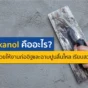 สงสัยไหม Sikanol คืออะไร? ทำไมช่างถึงนิยมใช้ผสมปูนฉาบและก่ออิฐ ค้นพบความลับที่ช่วยให้ปูนลื่น ปาดง่าย ผนังไม่แตกลายงา ประหยัดเวลาและลดต้นทุน อ่านเลย!