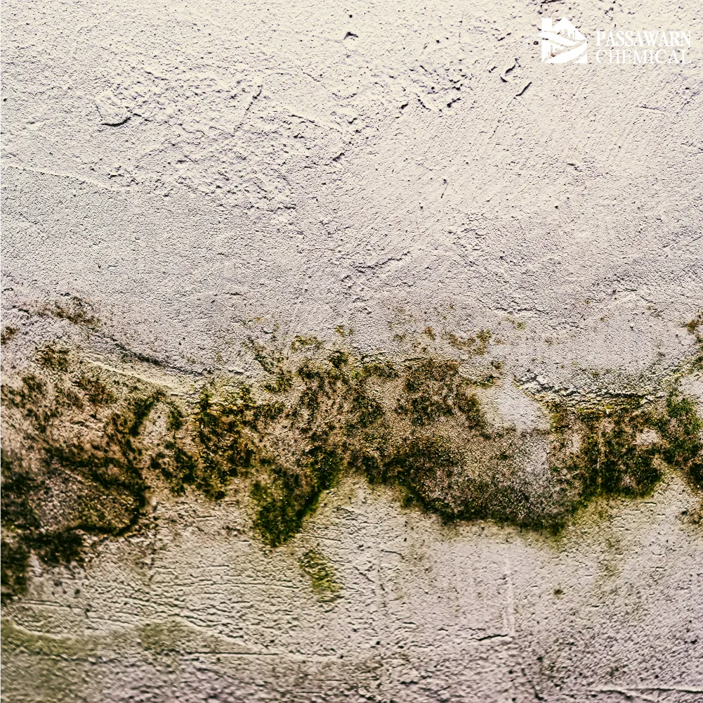 กันซึม ต้นตอของปัญหา: ทำไมเชื้อราถึงชอบขึ้นผนังบ้านเรา?